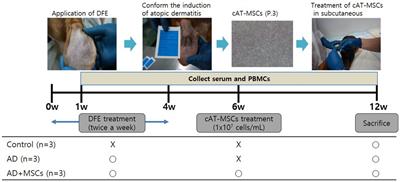 Immunomodulatory effects of canine mesenchymal stem cells in an experimental atopic dermatitis model